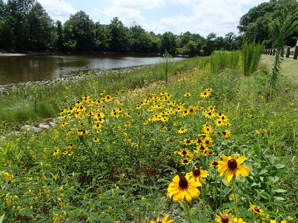 WSSI’s living shoreline at Woodstock Cove in Virginia Beach protects the park entrance road from encroaching erosion while adding wildlife and pollinator habitat to the area.