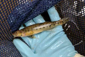 Roanoke logperch (shown) in WSSI’s 2017 Nottoway River inventory.