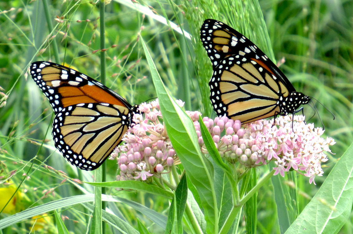 A Royal Affair: Monarch Butterfly Proposed for Listing Under ESA - WSSI